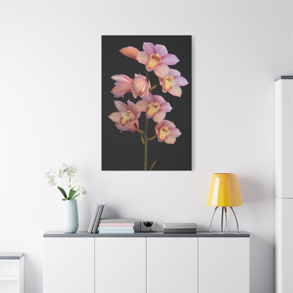 91655-52.jpg Pink Boat Orchid Standard Canvas
