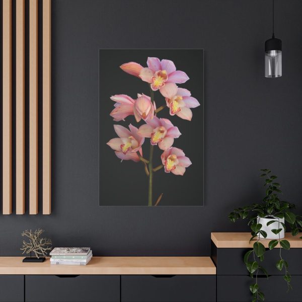 91655-53.jpg Pink Boat Orchid Standard Canvas