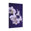91655-60.jpg Blue Orchid Standard Canvas