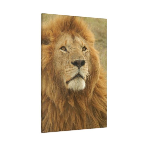 91655.jpg Lion Closeup Africa Standard Canvas