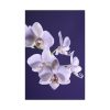 91655-61.jpg Blue Orchid Standard Canvas