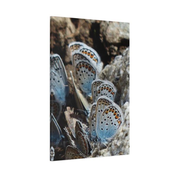91655-65.jpg Blue Butterflies Standard Canvas