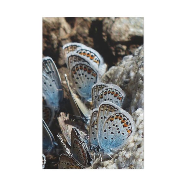 91655-66.jpg Blue Butterflies Standard Canvas