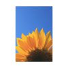 91655-96.jpg Sunflower Blue Sky Standard Canvas