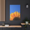 91655-98.jpg Sunflower Blue Sky Standard Canvas