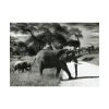 92368-10.jpg Mother and Baby Elephant on the Road Poster