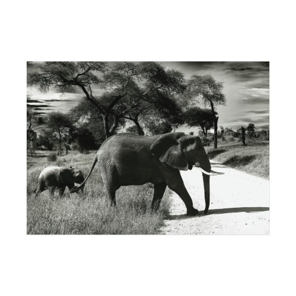 92368-10.jpg Mother and Baby Elephant on the Road Poster