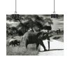 92368-11.jpg Mother and Baby Elephant on the Road Poster