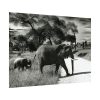 92368-12.jpg Mother and Baby Elephant on the Road Poster