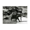 92369-10.jpg Mother and Baby Elephant on the Road Poster