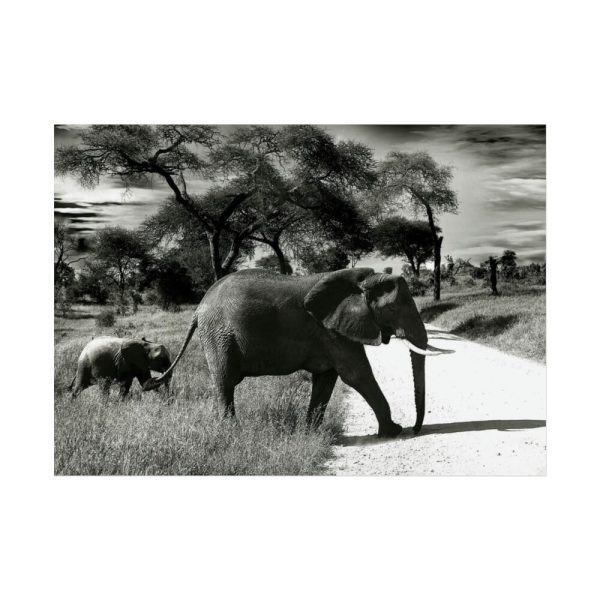 92369-10.jpg Mother and Baby Elephant on the Road Poster