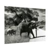 92369-12.jpg Mother and Baby Elephant on the Road Poster
