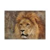 92408.jpg Beautiful Lion's Head Poster