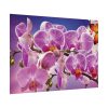Orchids Flowers Poster
