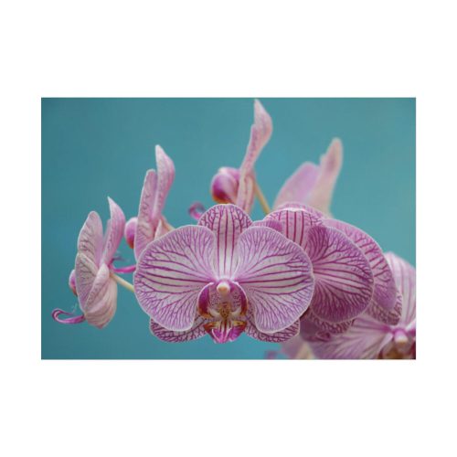 92408-122.jpg Purple Orchid Poster