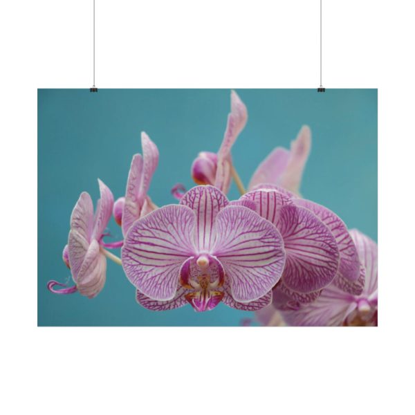 Purple Orchid  Poster
