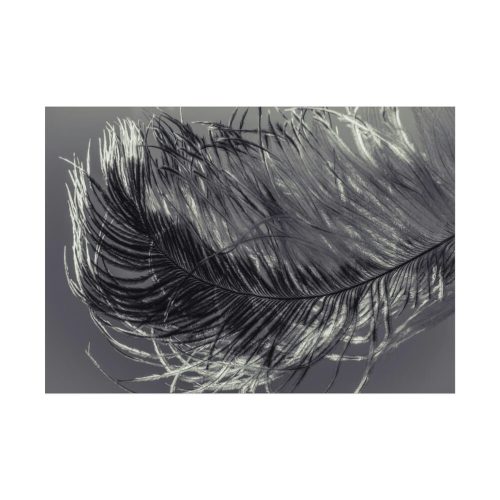 92408-1317.jpg Bird Feather Poster