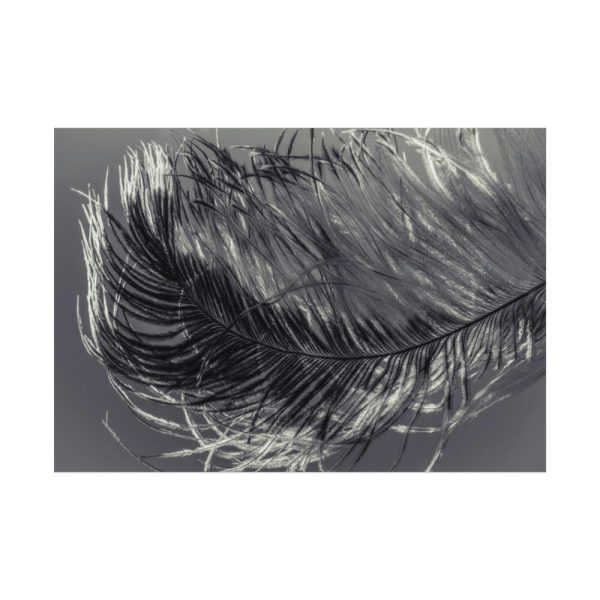 92408-1317.jpg Bird Feather Poster