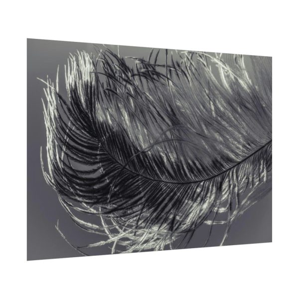 92408-1319.jpg Bird Feather Poster