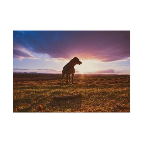 92408-132.jpg Free Dog at Sunset Poster