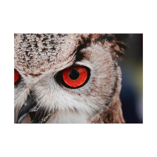 92408-1327.jpg Eye of Owl Poster