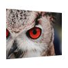 92408-1329.jpg Eye of Owl Poster