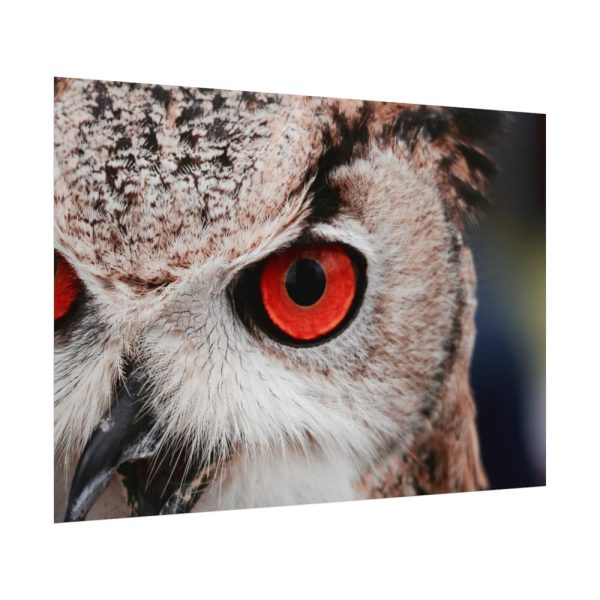 92408-1329.jpg Eye of Owl Poster