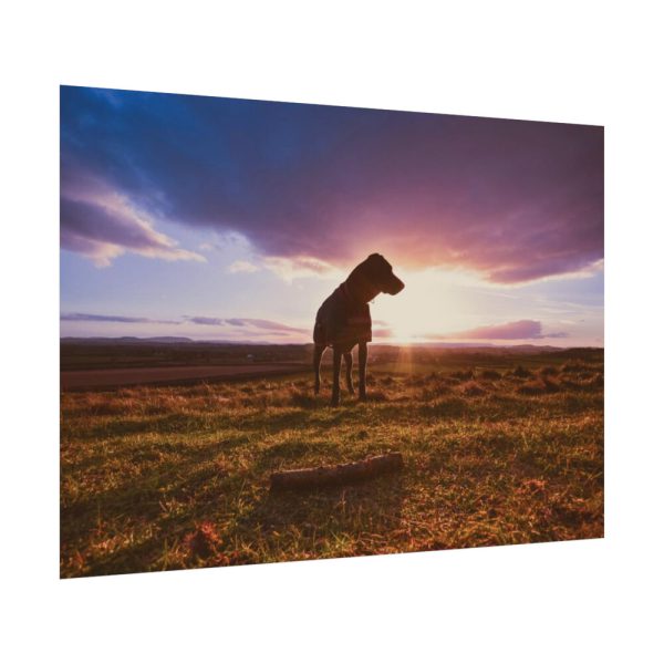 92408-134.jpg Free Dog at Sunset Poster