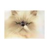 92408-137.jpg Angry Persian Cat Poster