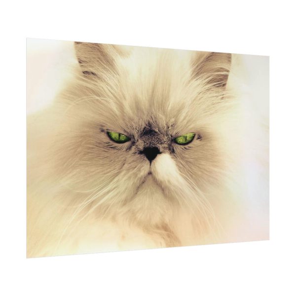 92408-139.jpg Angry Persian Cat Poster