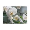 White Orchid Poster