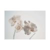 Beautiful White Orchid Poster