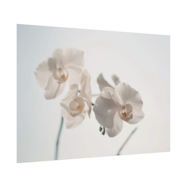 Beautiful White Orchid Poster