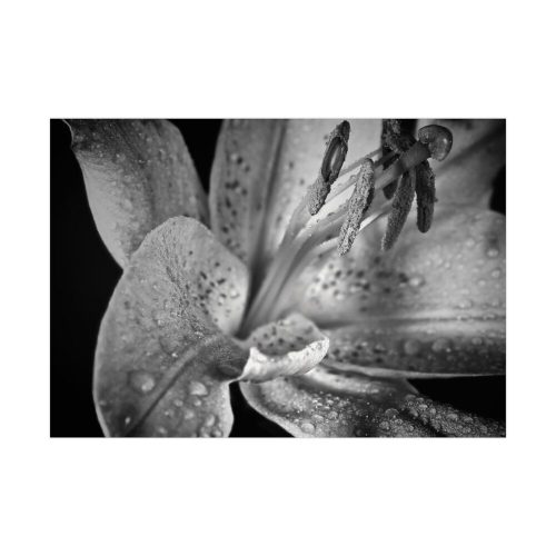 92408-15.jpg Black and White Poster