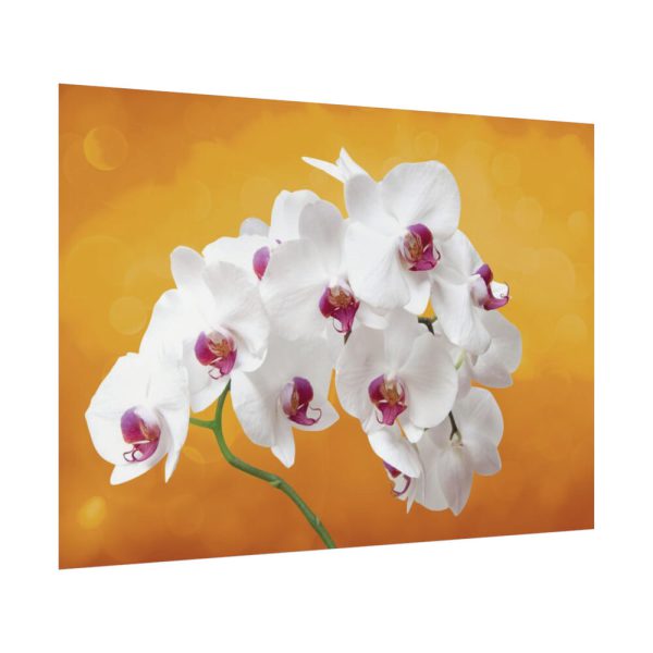 Orchid Plant Flower Poster