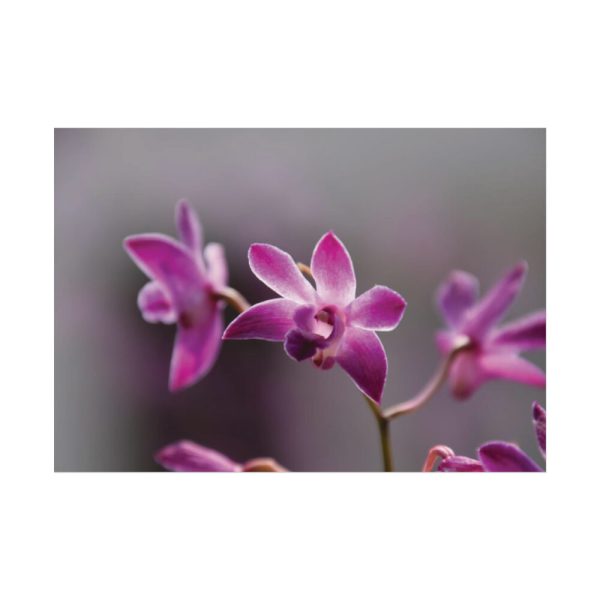 Macro Flower Plant Poster