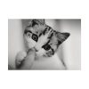 92408-167.jpg Kitten and Finger Poster