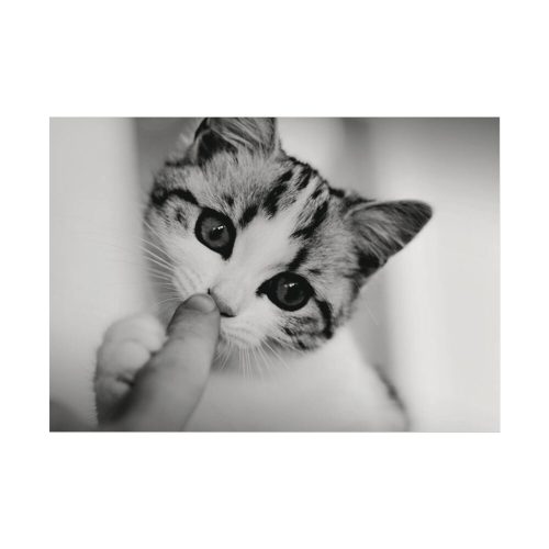 Kitten and Finger Poster