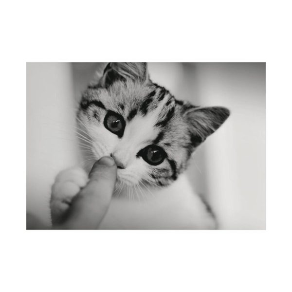 92408-167.jpg Kitten and Finger Poster