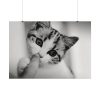 92408-168.jpg Kitten and Finger Poster