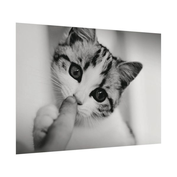92408-169.jpg Kitten and Finger Poster