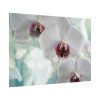 Flowering Plant Poster
