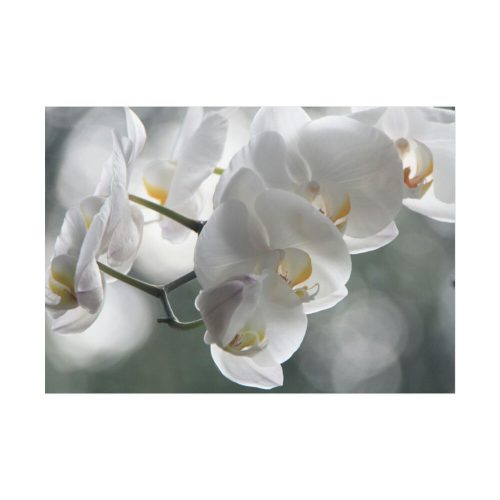 Orchids Elegant Poster