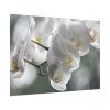 Orchids Elegant Poster