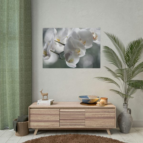 Orchids Elegant Poster