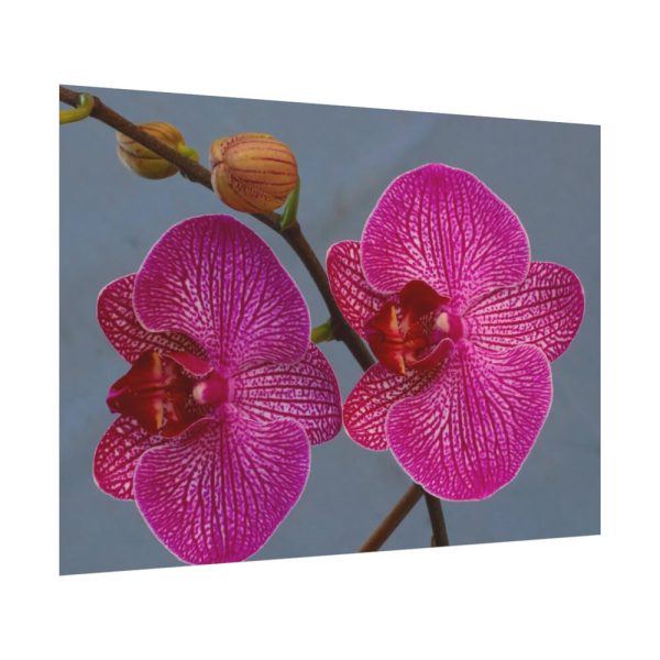 Pink Moth Orchid Poster