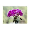 Colorful Flower Poster