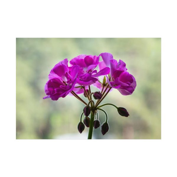 Colorful Flower Poster