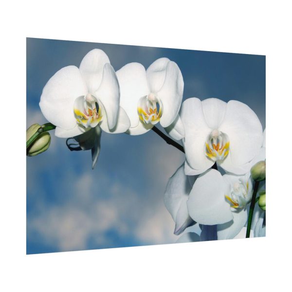 White Flower Poster