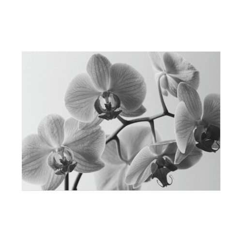 Orchid Meadow Poster